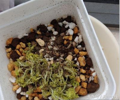 河州牡丹—黄金万年草叶子蔫了还有救吗