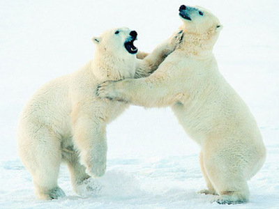 十一小长假,哈尔滨极地馆也是一个很不错的选择