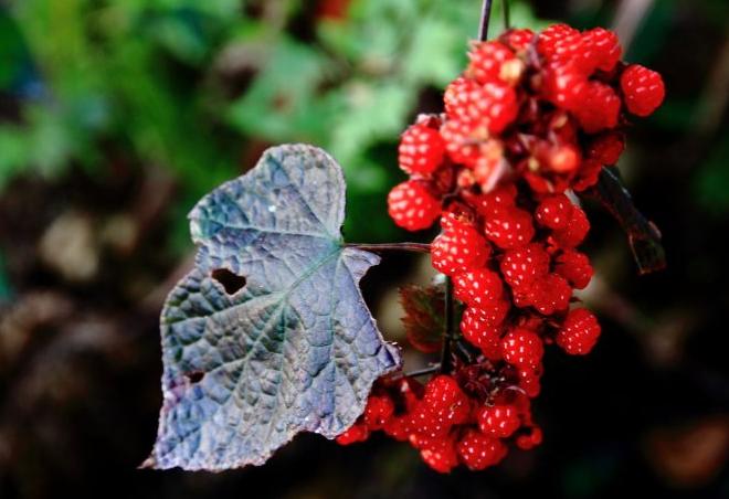 大别山中大金寨，这23个乡镇貌美如花，十一你不来？