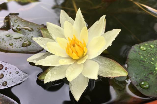 广州莲花山睡莲池,广州市莲花山睡莲