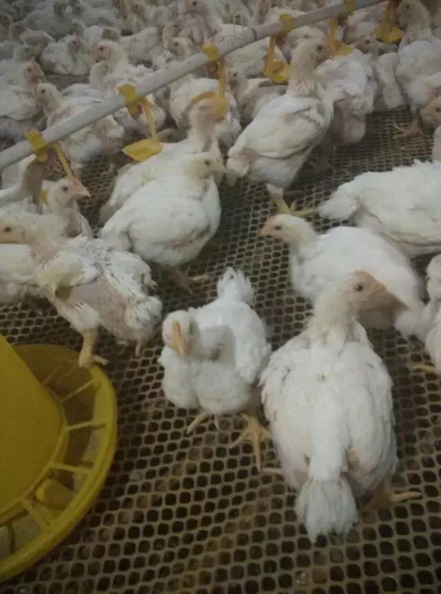 养鸡篇——秋冬季禽类呼吸道疾病综述