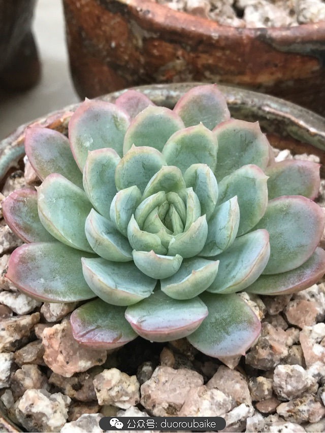 温差大多肉怎么会上色,温差大多肉才能出锦吗