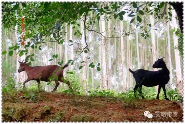 童话故事山羊和狼,童话故事山羊历险记