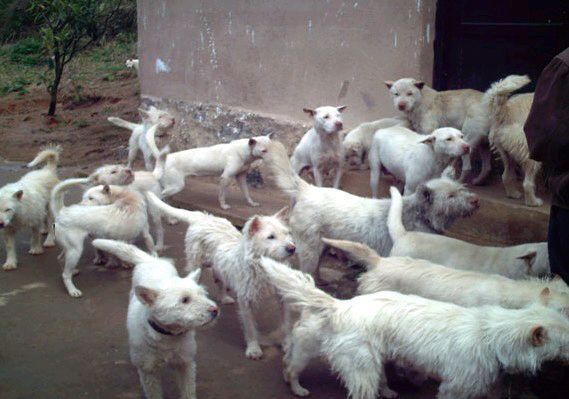 下司猎犬打猎野猪视频,猎犬下司实战打猎视频