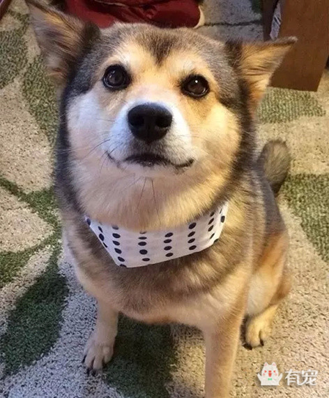 被哈士奇带大的博美,被哈士奇带偏的泰迪