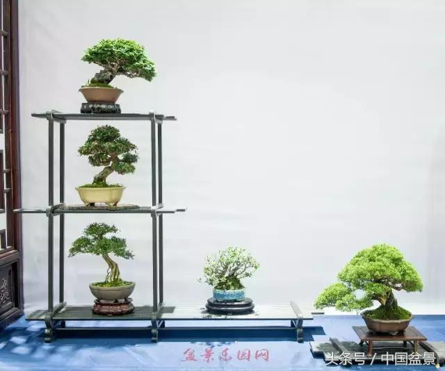 哪些野草适合微型盆景,小品盆景和微型盆景有区别吗