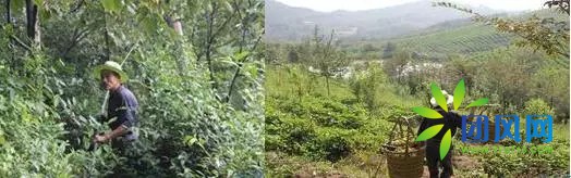 团风深山古稀老人的板栗梦.....