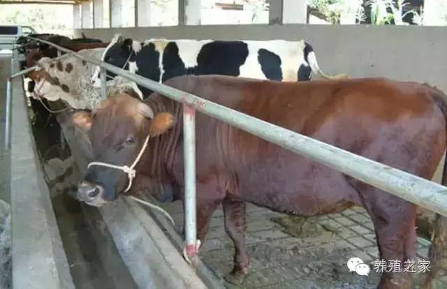 教你养牛教程,教你养牛