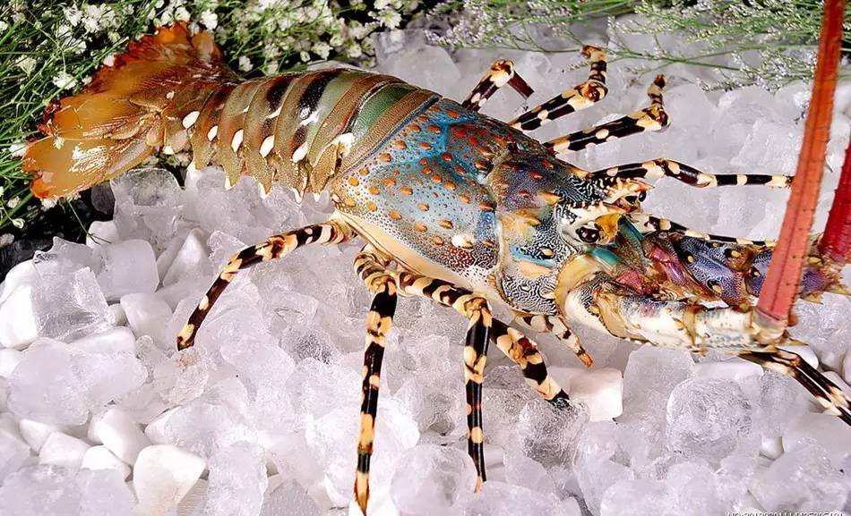 渝交会的活动有哪些,渝交会商业盛宴