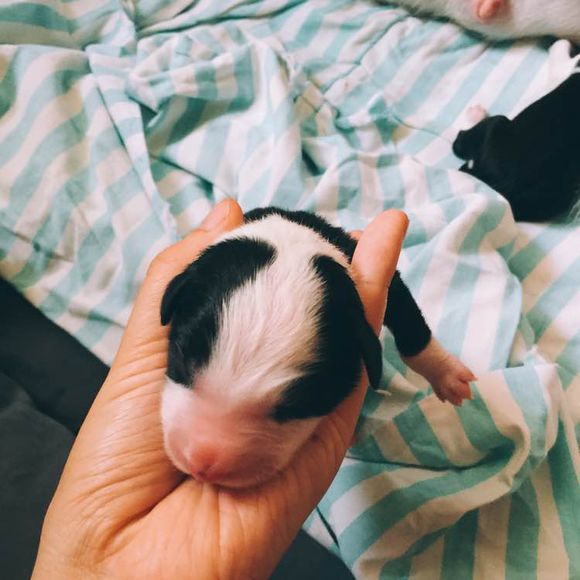 边牧一次能产几只崽,边牧跟拉布拉多生的孩子