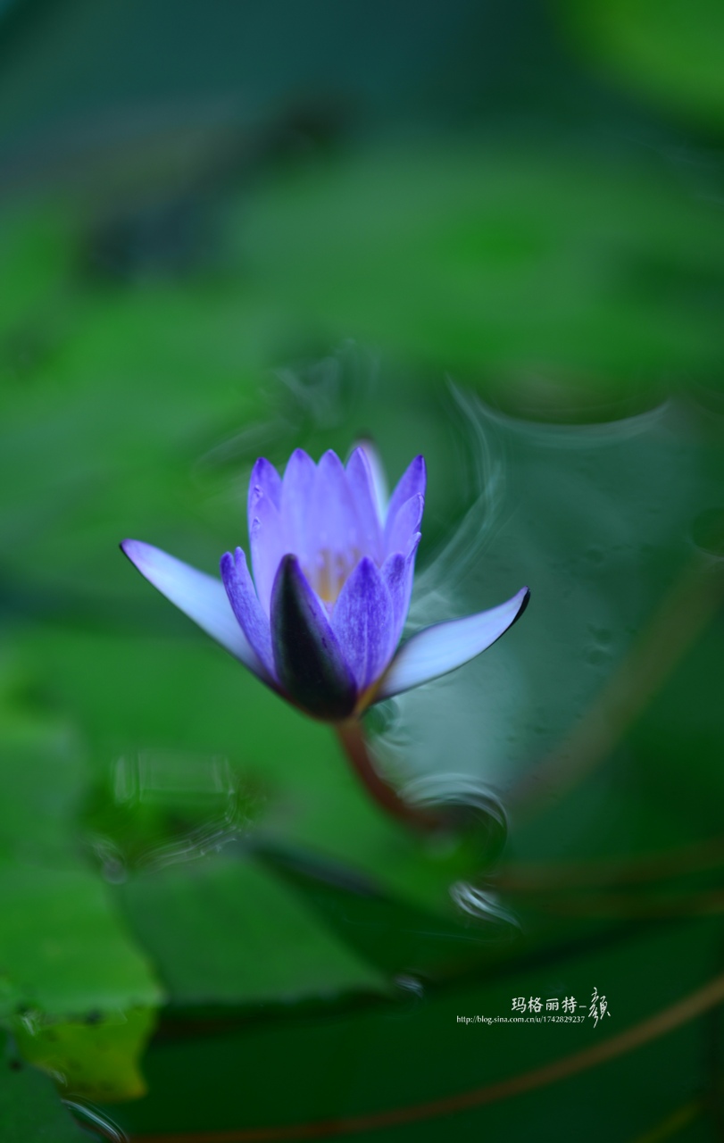 辰山植物园睡莲拍照,行摄洪湖荷花展