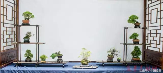 哪些野草适合微型盆景,小品盆景和微型盆景有区别吗