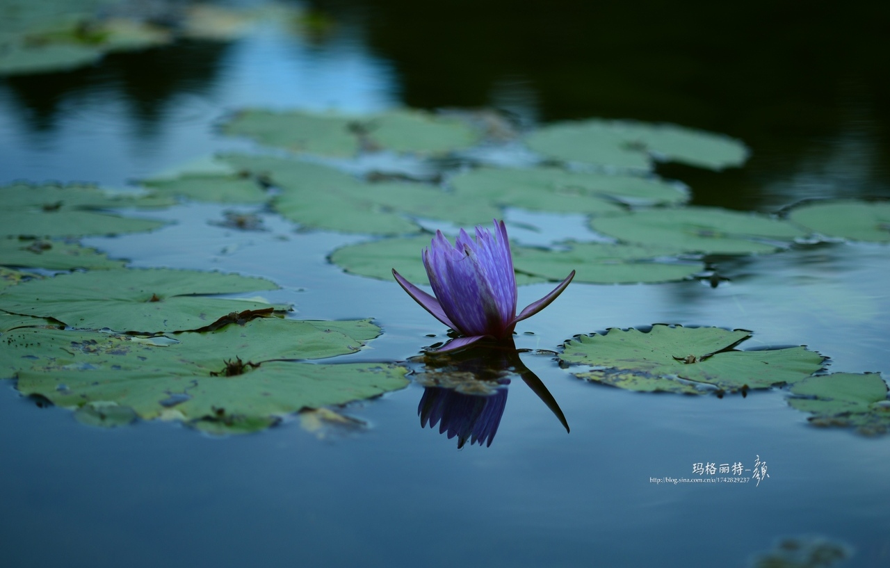 辰山植物园睡莲拍照,行摄洪湖荷花展
