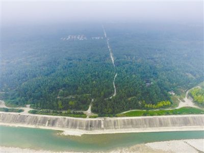 银杏树价格还能涨吗,银杏树价格一落千丈