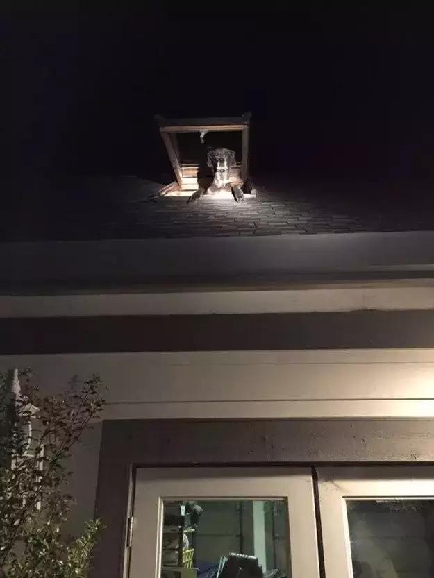 绁炵鍔ㄧ墿琚嚮鐙楃嫍,绁炵鍔ㄧ墿琚嚮瀹剁暅