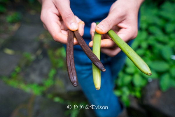 传说中的金银岛1993,金银岛宝藏传说是真的还是假的