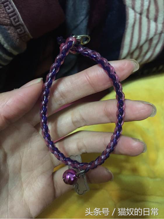 猫咪吃了一根塑料绳,我家猫咪吃了巧克力会怎么样