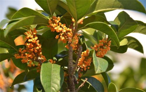 最佳赏桂花地点手绘地图,桂花赏花地图