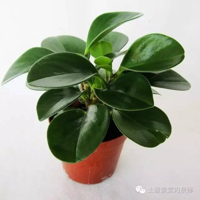 家中招财摆件摆放位置有哪些忌讳,家里招财摆件摆放位置