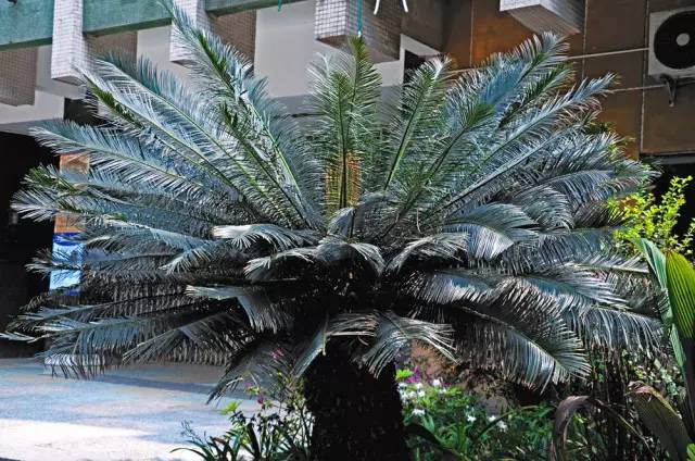 120年，你绝不可能错过的一种“川大之美”