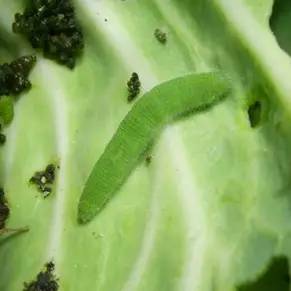 农药苏云金杆菌哪儿有,苏云金杆菌的主要功能