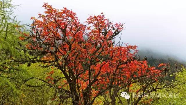 京娘湖风景区红叶丰收季联票,邯郸京娘湖红叶节