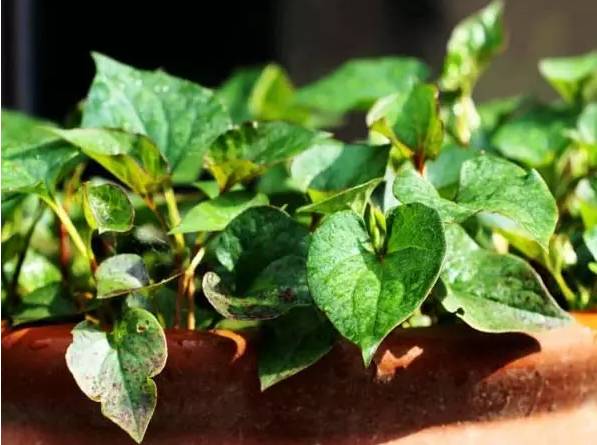 12种药材,滁州道地药材有哪些