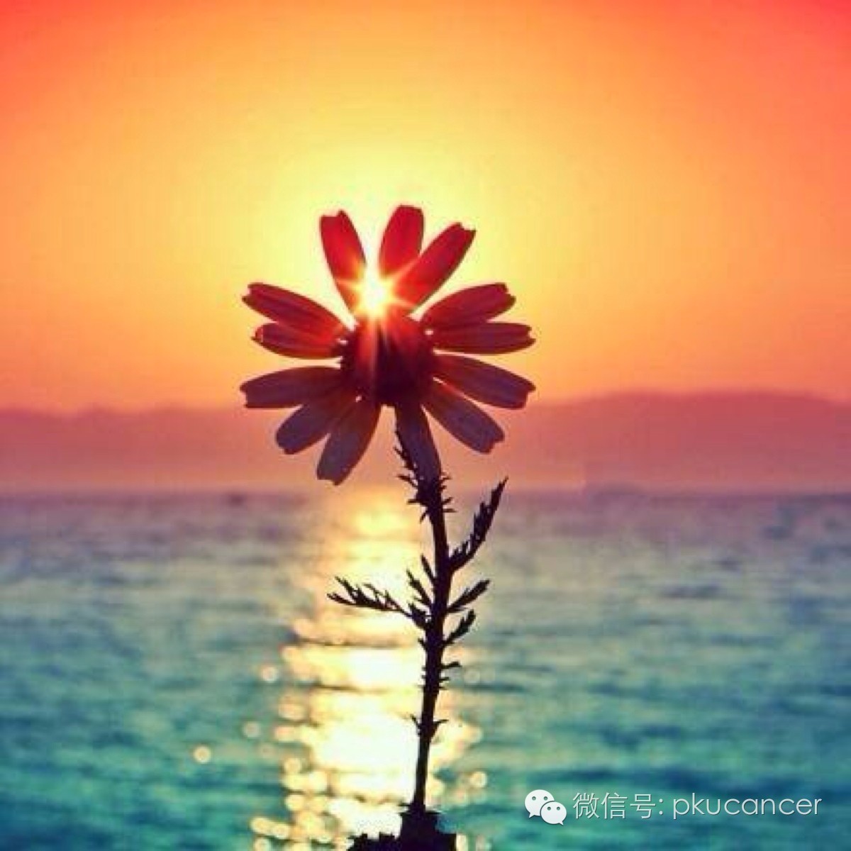 癌痛该找谁?请收好,北京大学肿瘤医院疼痛与症状控制多学科协作组成员出诊表