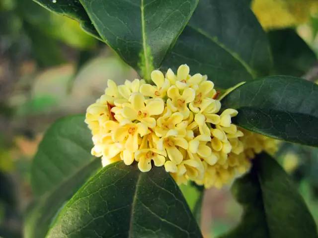 最佳赏桂花地点手绘地图,桂花赏花地图