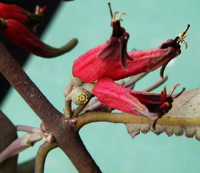 120年，你绝不可能错过的一种“川大之美”