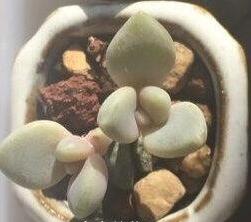 小盆多肉浸盆,小盆养多肉还用陶粒吗