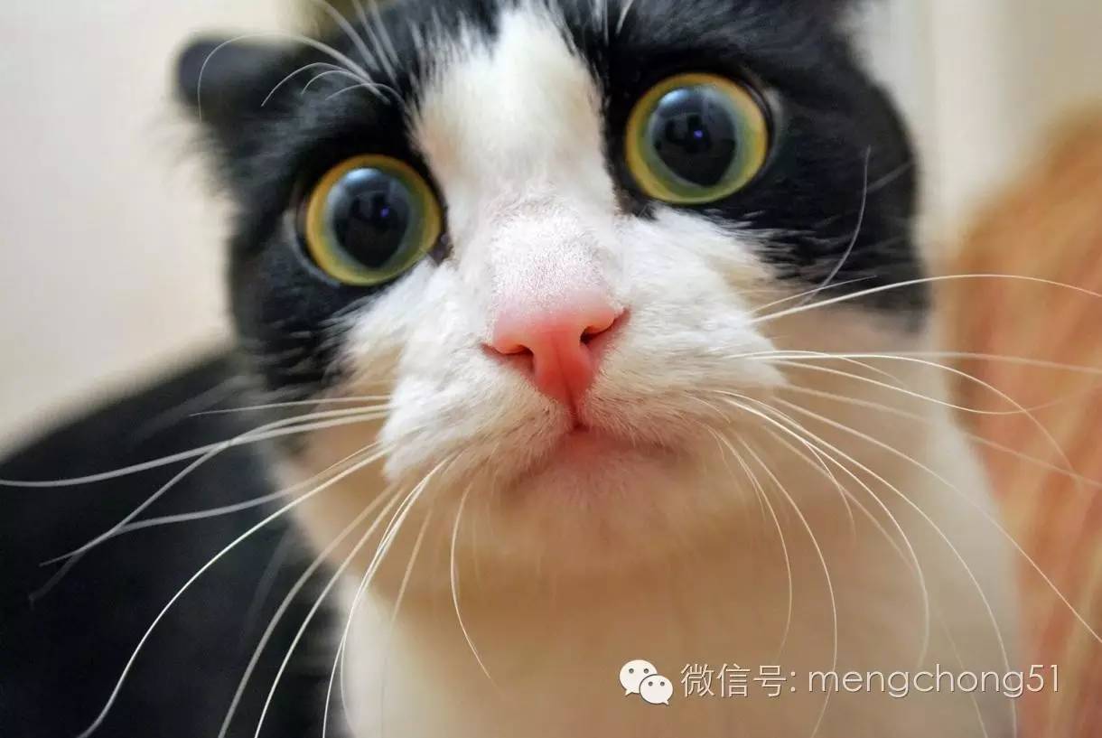 猫咪感染猫瘟怎么解决,猫咪打预防针还会感染猫瘟么