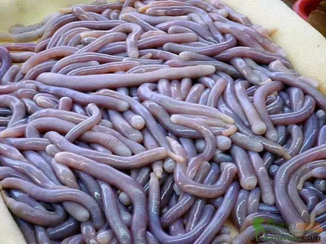 海南十大黑暗料理排行榜,福建的黑暗料理有哪些