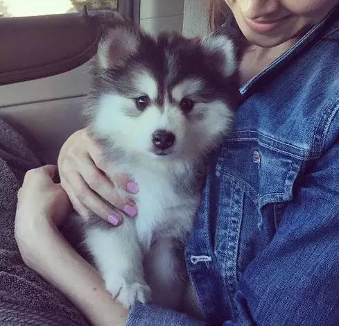 让哈士奇保持微笑一分钟,如何让哈士奇不再拆家