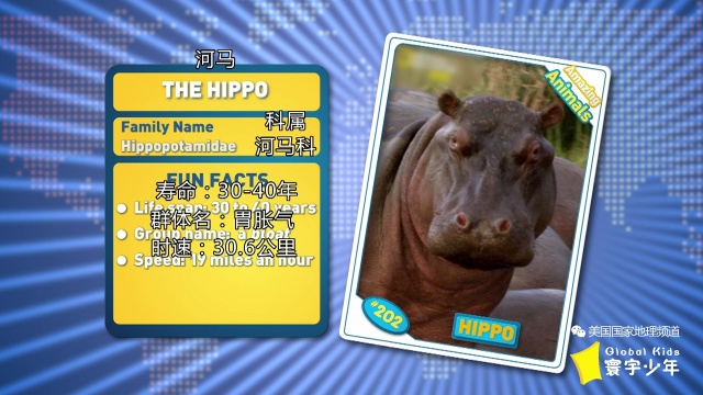 河马为什么不像马,河马长得不像马为什么叫河马