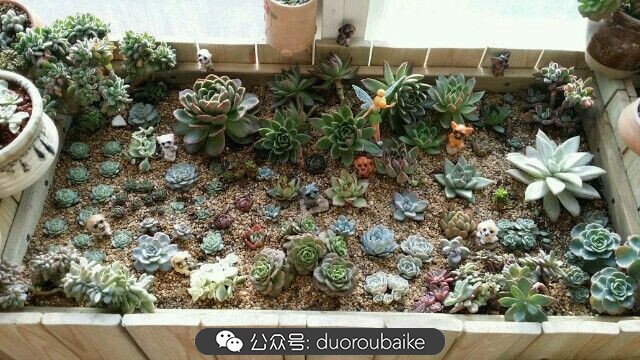 向阳的玻璃花房,玻璃花房设计建造