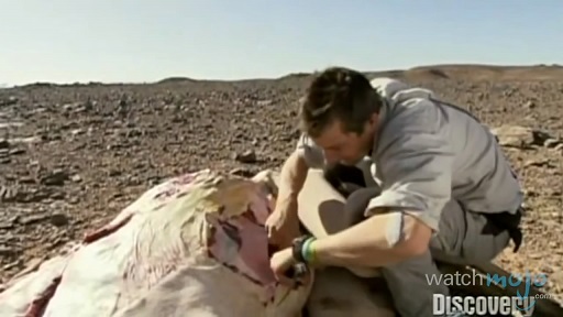 贝爷吃过最恶心的虫子,贝爷吃过十大恶心虫子