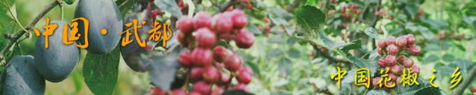 汉源花椒和陇南大红袍哪个好,韩城大红袍和汉源花椒哪个好