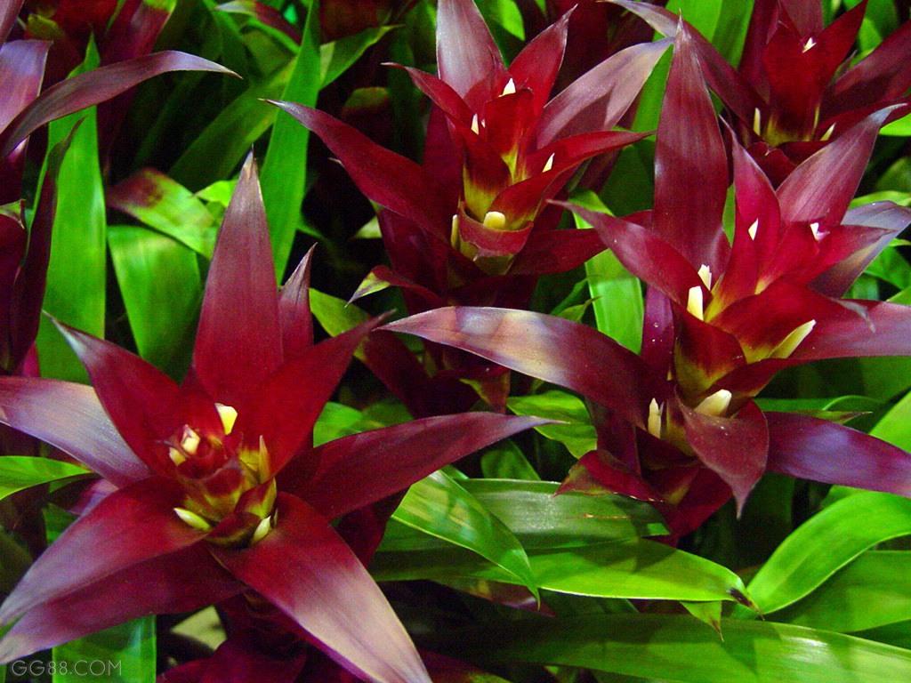 鸿运当头之富贵牡丹怎么养,大红牡丹怎么养