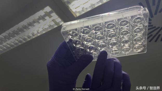 “我们正在体外培育大脑”