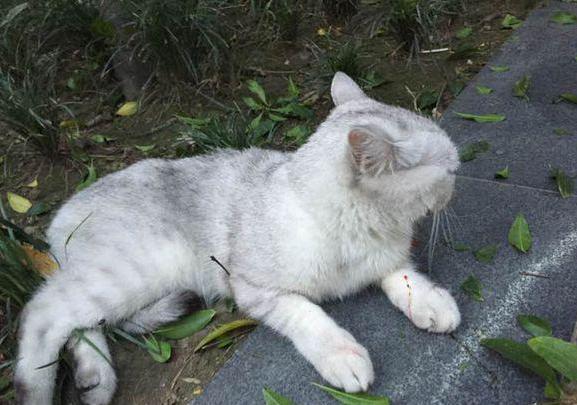 猫咪口吐红色血液露舌头,猫咪口吐鲜血腹式呼吸