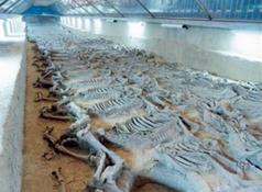 山东蓬莱海洋极地世界门票多少钱,山东郓城水浒城现在门票多少钱