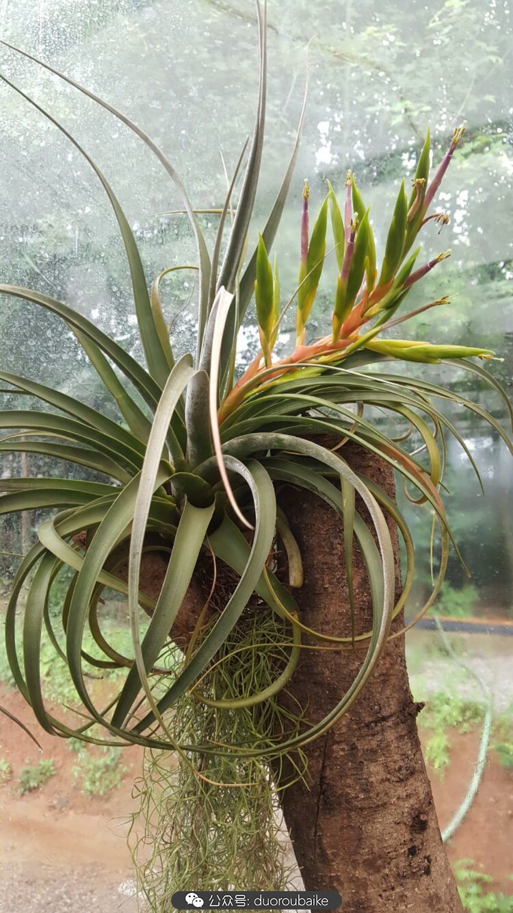 向阳的玻璃花房,玻璃花房设计建造