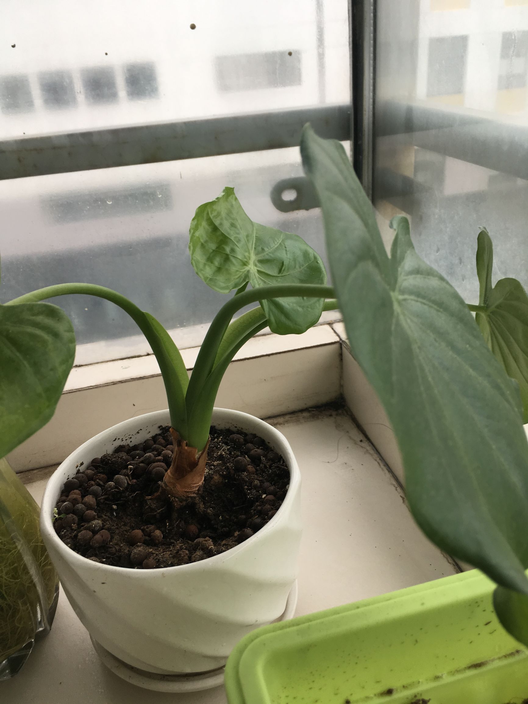 90后在阳台种菜,南京阳台种菜的真实感受