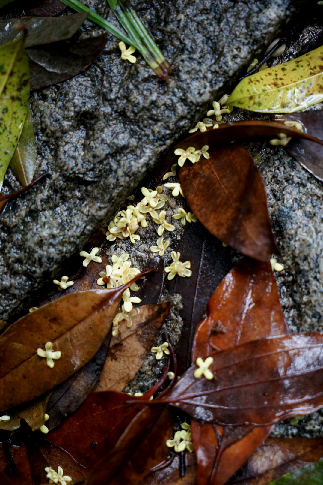 杭州赏桂花,杭州哪里赏桂花最好