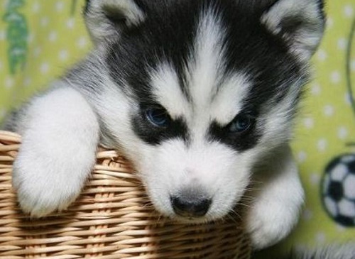 哈士奇幼犬整天没精神就想睡觉,哈士奇呕吐黏液没精神