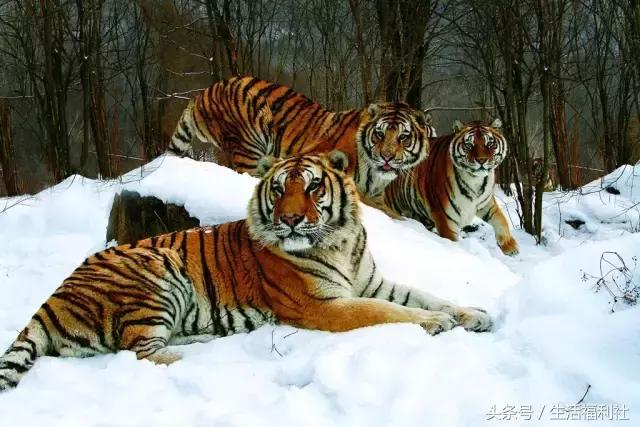 哈尔滨与人民有关的标志,哈尔滨标志性符号