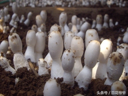 粉碎的玉米芯种植蘑菇方法和步骤,阳台种蘑菇的正确方法