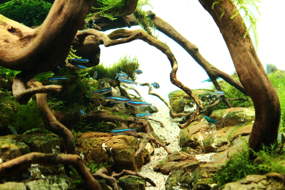 水草养殖的正确方法,水族水草怎样种植