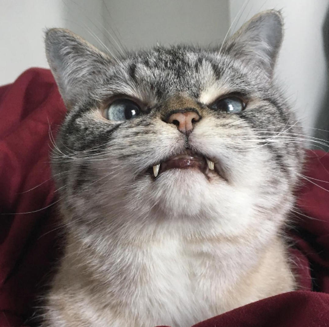 这只猫长得眉清目秀,这只猫眼神犀利无比